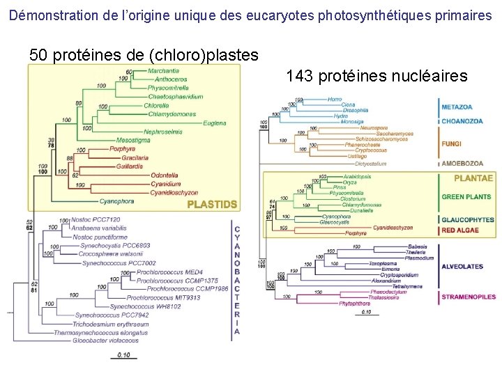 Démonstration de l’origine unique des eucaryotes photosynthétiques primaires 50 protéines de (chloro)plastes 143 protéines
