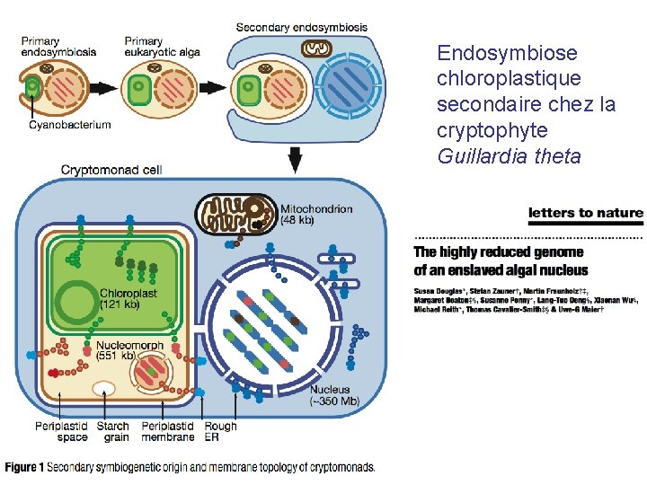 Endosymbiose chloroplastique secondaire chez la cryptophyte Guillardia theta 