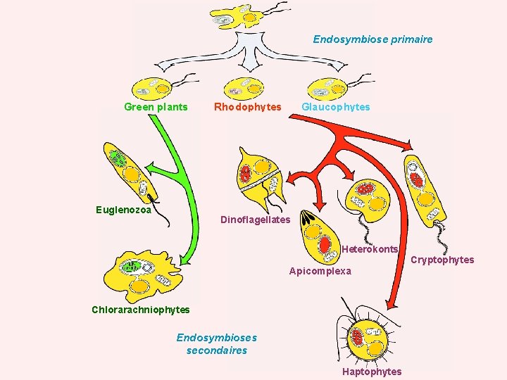 Endosymbiose primaire Green plants Euglenozoa Rhodophytes Glaucophytes Dinoflagellates Heterokonts Apicomplexa Chlorarachniophytes Endosymbioses secondaires Haptophytes