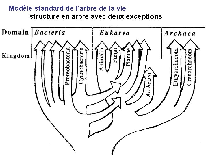 Modèle standard de l’arbre de la vie: structure en arbre avec deux exceptions 