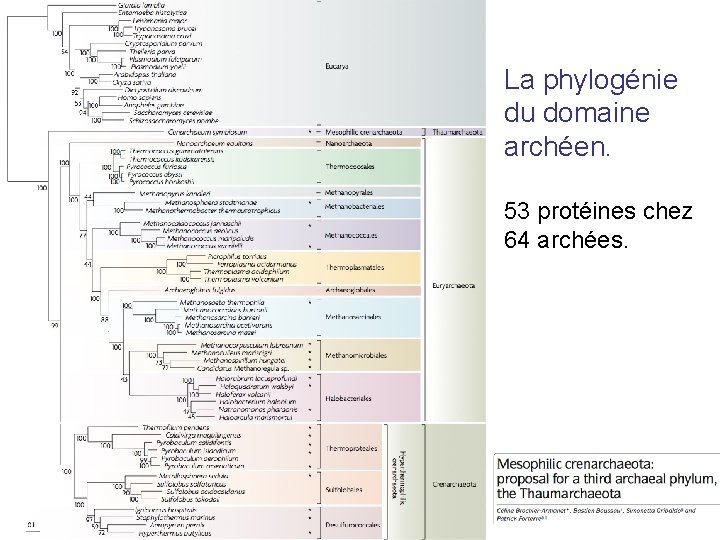 La phylogénie du domaine archéen. 53 protéines chez 64 archées. 