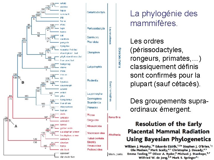 La phylogénie des mammifères. Les ordres (périssodactyles, rongeurs, primates, …) classiquement définis sont confirmés La phylogénie des mammifères. Les ordres (périssodactyles, rongeurs, primates, …) classiquement définis sont confirmés