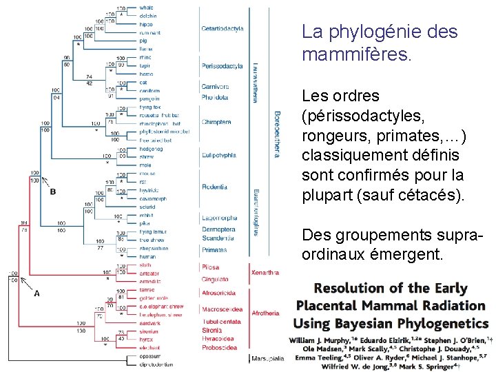 La phylogénie des mammifères. Les ordres (périssodactyles, rongeurs, primates, …) classiquement définis sont confirmés