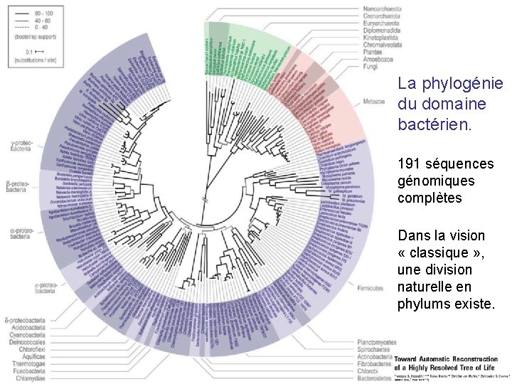 La phylogénie du domaine bactérien. 191 séquences génomiques complètes Dans la vision « classique