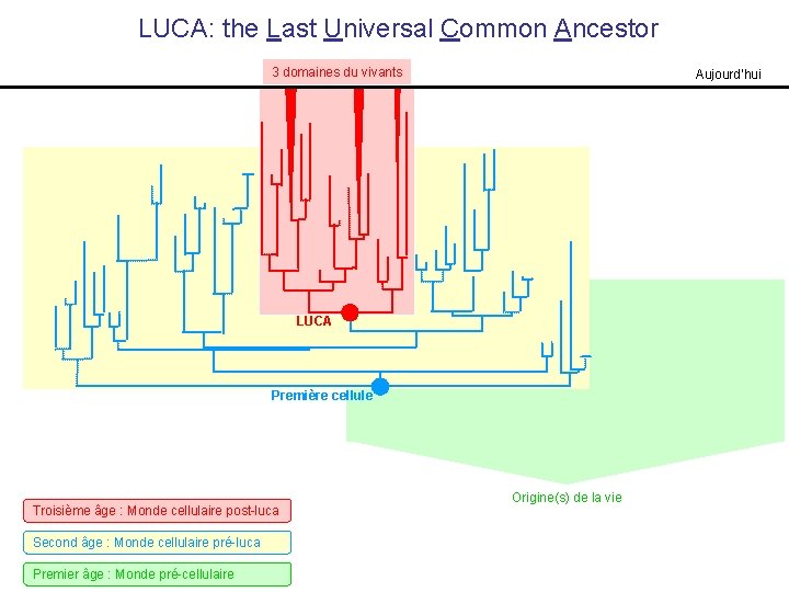 LUCA: the Last Universal Common Ancestor 3 domaines du vivants Aujourd’hui LUCA Première cellule LUCA: the Last Universal Common Ancestor 3 domaines du vivants Aujourd’hui LUCA Première cellule