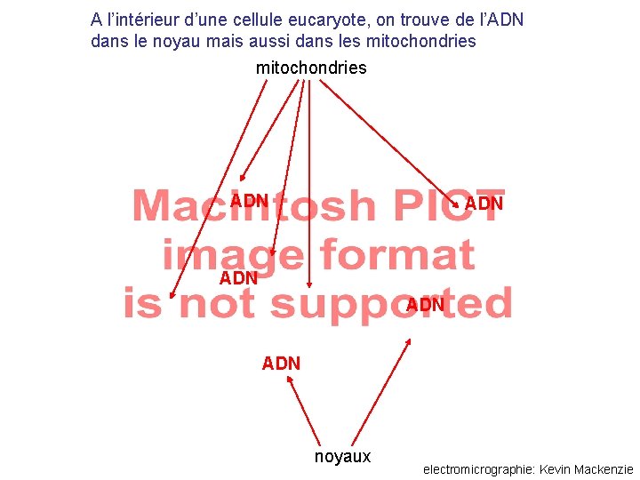 A l’intérieur d’une cellule eucaryote, on trouve de l’ADN dans le noyau mais aussi