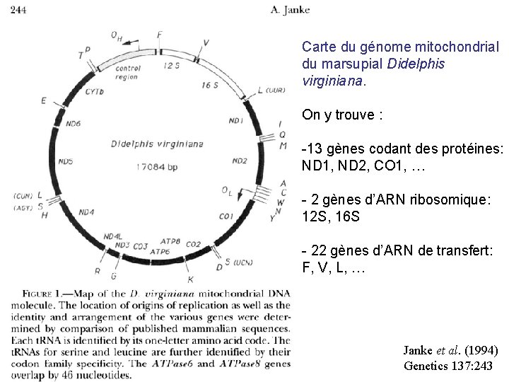 Carte du génome mitochondrial du marsupial Didelphis virginiana. On y trouve : -13 gènes