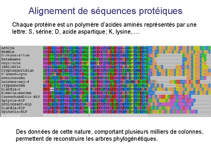 Alignement de séquences protéiques Chaque protéine est un polymère d’acides aminés représentés par une
