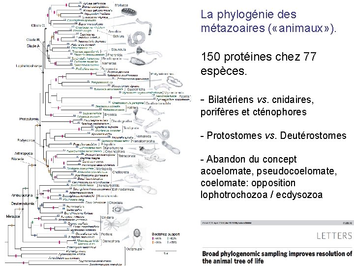 La phylogénie des métazoaires ( «animaux» ). 150 protéines chez 77 espèces. - Bilatériens La phylogénie des métazoaires ( «animaux» ). 150 protéines chez 77 espèces. - Bilatériens