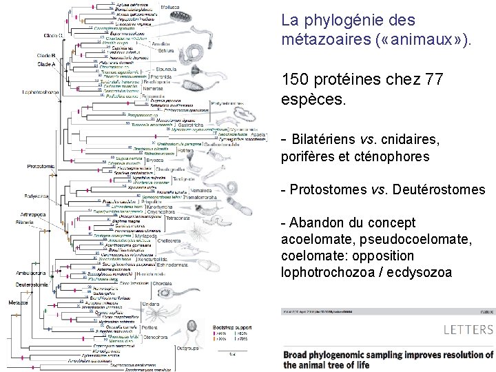 La phylogénie des métazoaires ( «animaux» ). 150 protéines chez 77 espèces. - Bilatériens