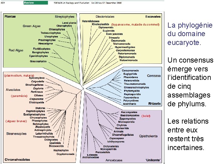 (trypanosome, maladie du sommeil) Un consensus émerge vers l’identification de cinq assemblages de phylums.