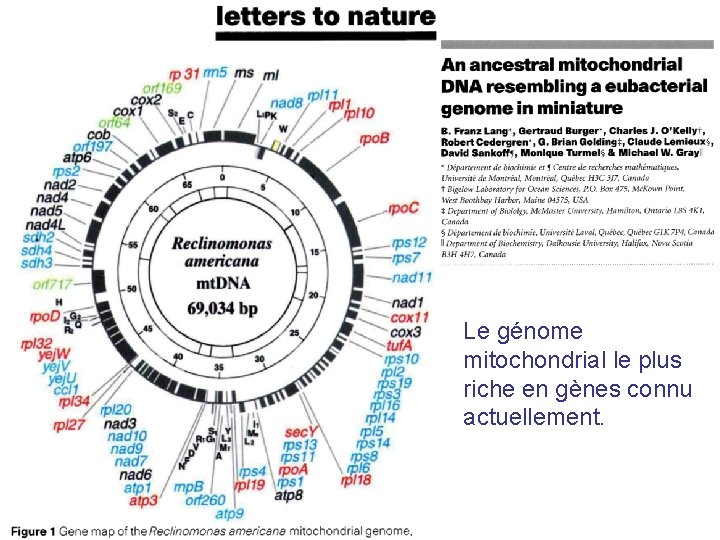 Le génome mitochondrial le plus riche en gènes connu actuellement. Le génome mitochondrial le plus riche en gènes connu actuellement.