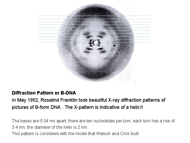 Diffraction Pattern or B-DNA In May 1952, Rosalind Franklin took beautiful X-ray diffraction patterns