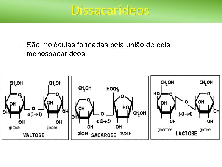 Dissacarídeos São moléculas formadas pela união de dois monossacarídeos. 