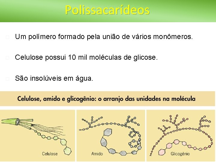 Polissacarídeos Um polímero formado pela união de vários monômeros. Celulose possui 10 mil moléculas