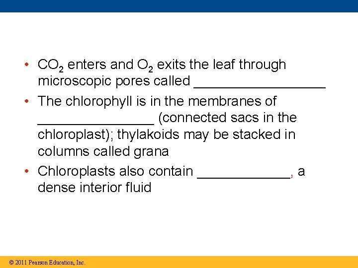 • CO 2 enters and O 2 exits the leaf through microscopic pores • CO 2 enters and O 2 exits the leaf through microscopic pores