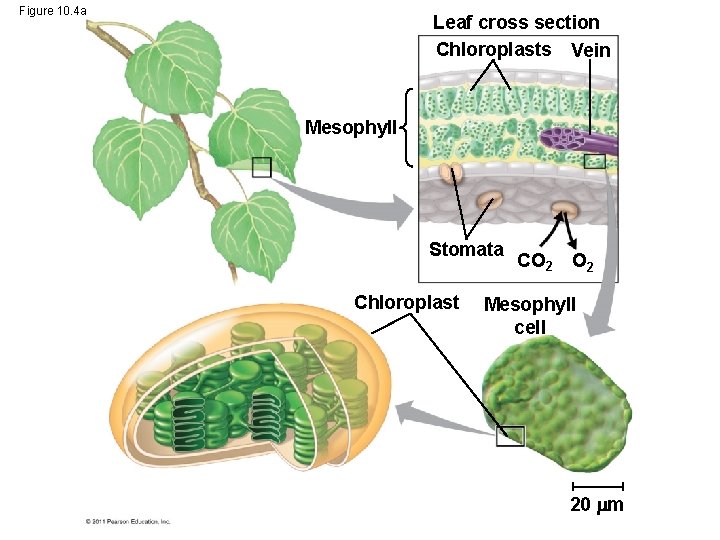 Figure 10. 4 a Leaf cross section Chloroplasts Vein Mesophyll Stomata Chloroplast CO 2 Figure 10. 4 a Leaf cross section Chloroplasts Vein Mesophyll Stomata Chloroplast CO 2