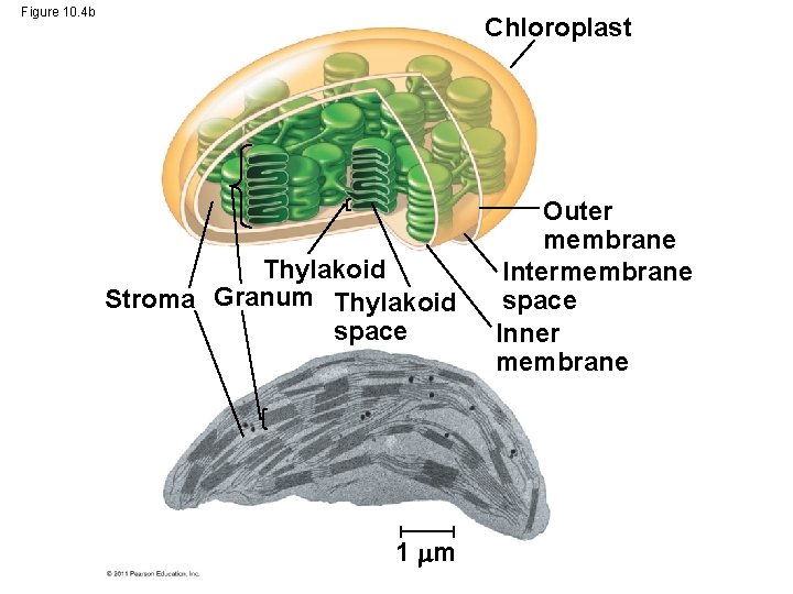 Figure 10. 4 b Chloroplast Thylakoid Stroma Granum Thylakoid space 1 m Outer membrane Figure 10. 4 b Chloroplast Thylakoid Stroma Granum Thylakoid space 1 m Outer membrane