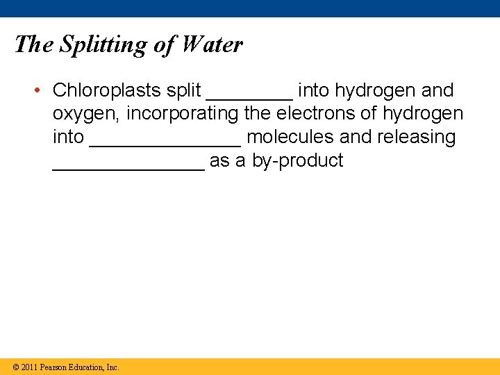 The Splitting of Water • Chloroplasts split ____ into hydrogen and oxygen, incorporating the The Splitting of Water • Chloroplasts split ____ into hydrogen and oxygen, incorporating the