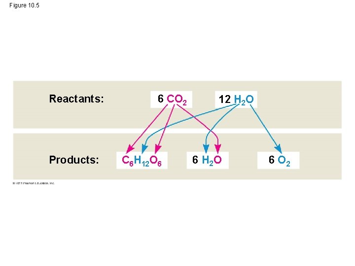 Figure 10. 5 Reactants: Products: 6 CO 2 C 6 H 12 O 6 Figure 10. 5 Reactants: Products: 6 CO 2 C 6 H 12 O 6