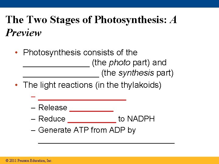 The Two Stages of Photosynthesis: A Preview • Photosynthesis consists of the _______ (the The Two Stages of Photosynthesis: A Preview • Photosynthesis consists of the _______ (the