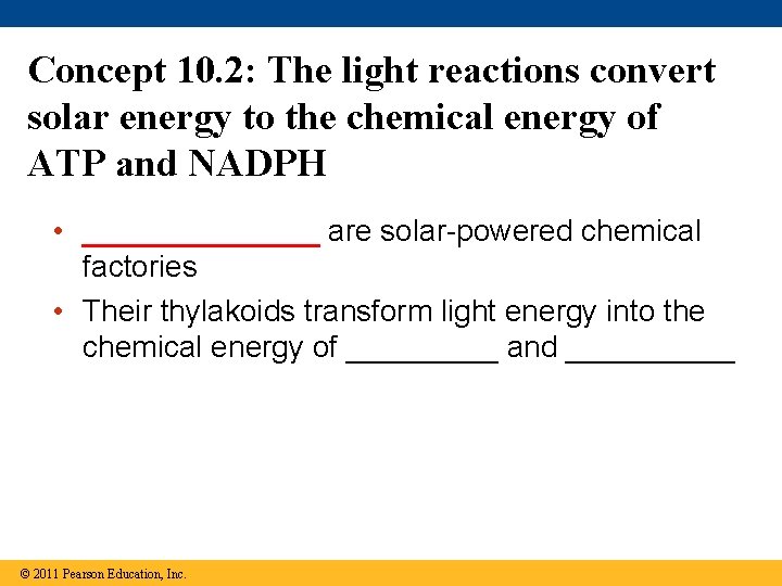 Concept 10. 2: The light reactions convert solar energy to the chemical energy of Concept 10. 2: The light reactions convert solar energy to the chemical energy of