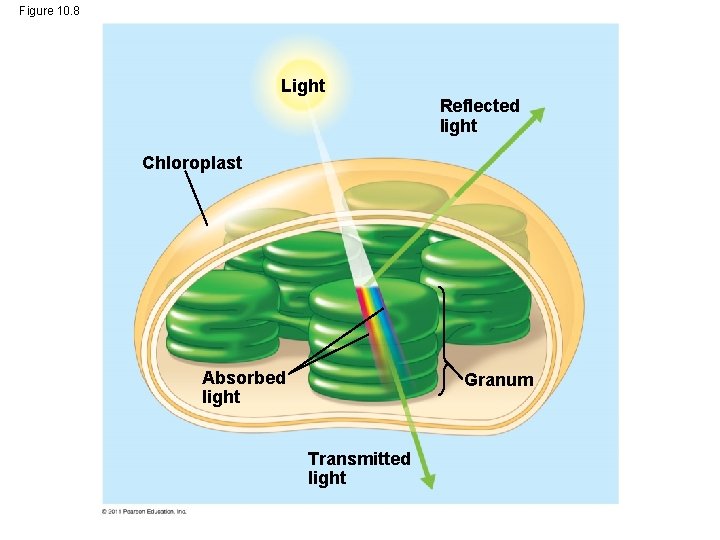 Figure 10. 8 Light Reflected light Chloroplast Absorbed light Granum Transmitted light Figure 10. 8 Light Reflected light Chloroplast Absorbed light Granum Transmitted light