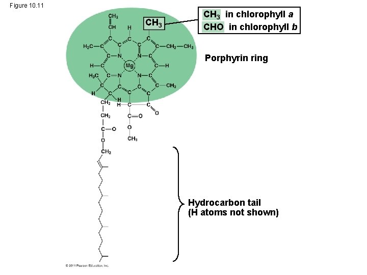 Figure 10. 11 CH 3 in chlorophyll a CHO in chlorophyll b Porphyrin ring Figure 10. 11 CH 3 in chlorophyll a CHO in chlorophyll b Porphyrin ring