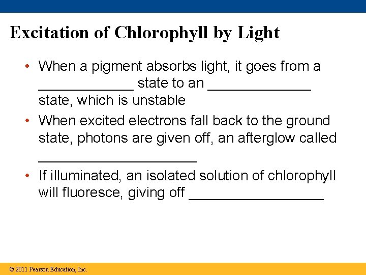 Excitation of Chlorophyll by Light • When a pigment absorbs light, it goes from Excitation of Chlorophyll by Light • When a pigment absorbs light, it goes from