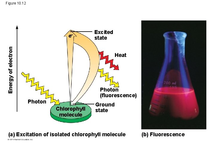 Figure 10. 12 Energy of electron e Excited state Heat Photon (fluorescence) Photon Chlorophyll Figure 10. 12 Energy of electron e Excited state Heat Photon (fluorescence) Photon Chlorophyll
