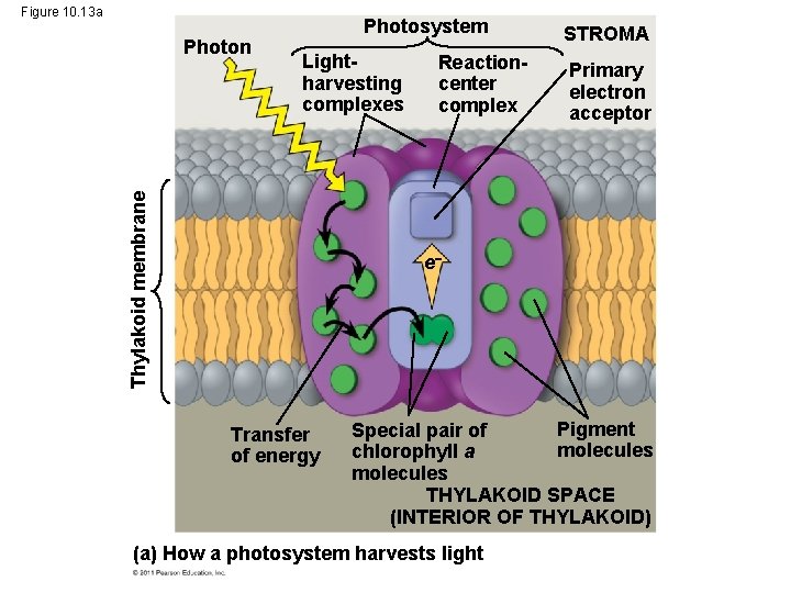 Figure 10. 13 a Lightharvesting complexes Thylakoid membrane Photon Photosystem Reactioncenter complex STROMA Primary Figure 10. 13 a Lightharvesting complexes Thylakoid membrane Photon Photosystem Reactioncenter complex STROMA Primary