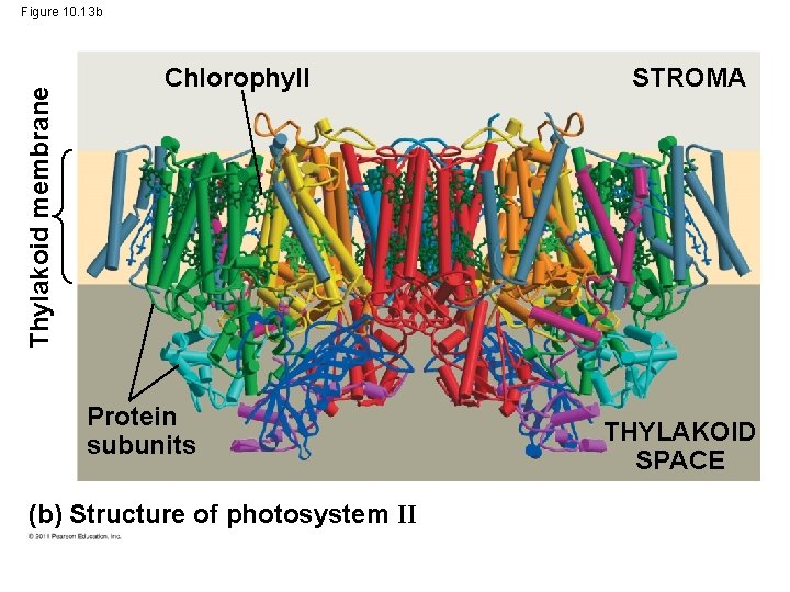 Thylakoid membrane Figure 10. 13 b Chlorophyll Protein subunits (b) Structure of photosystem II Thylakoid membrane Figure 10. 13 b Chlorophyll Protein subunits (b) Structure of photosystem II
