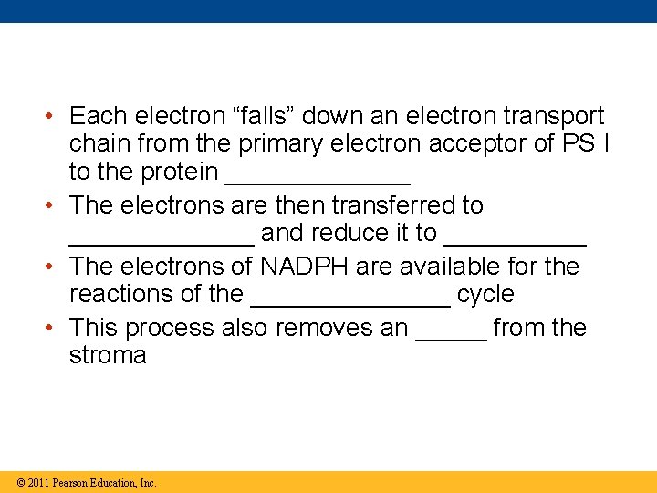 • Each electron “falls” down an electron transport chain from the primary electron • Each electron “falls” down an electron transport chain from the primary electron