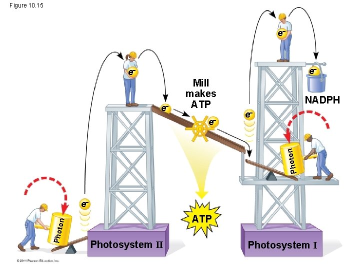 Figure 10. 15 e e Mill makes ATP e Photo n e NADPH e Figure 10. 15 e e Mill makes ATP e Photo n e NADPH e
