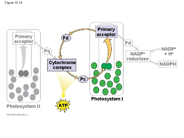 Figure 10. 16 Primary acceptor Fd Fd Pq NADP reductase Cytochrome complex NADPH Pc Figure 10. 16 Primary acceptor Fd Fd Pq NADP reductase Cytochrome complex NADPH Pc