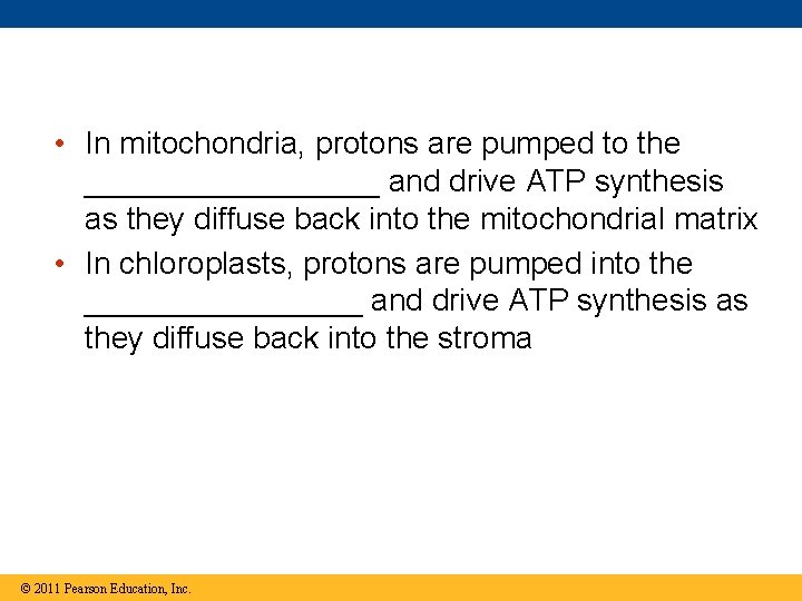 • In mitochondria, protons are pumped to the _________ and drive ATP synthesis • In mitochondria, protons are pumped to the _________ and drive ATP synthesis