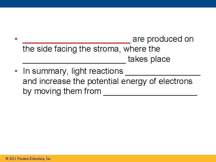 • ____________ are produced on the side facing the stroma, where the ___________ • ____________ are produced on the side facing the stroma, where the ___________
