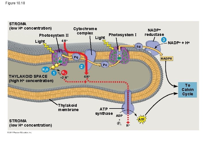 Figure 10. 18 STROMA (low H concentration) Photosystem II Light 4 H+ Cytochrome complex Figure 10. 18 STROMA (low H concentration) Photosystem II Light 4 H+ Cytochrome complex