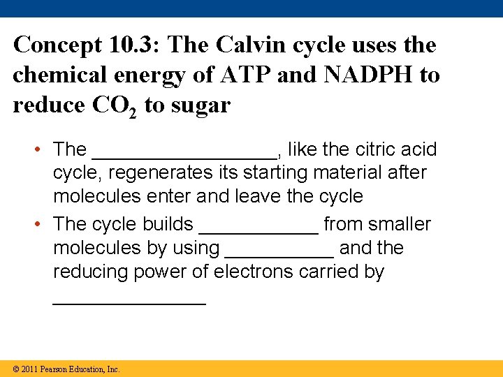Concept 10. 3: The Calvin cycle uses the chemical energy of ATP and NADPH Concept 10. 3: The Calvin cycle uses the chemical energy of ATP and NADPH
