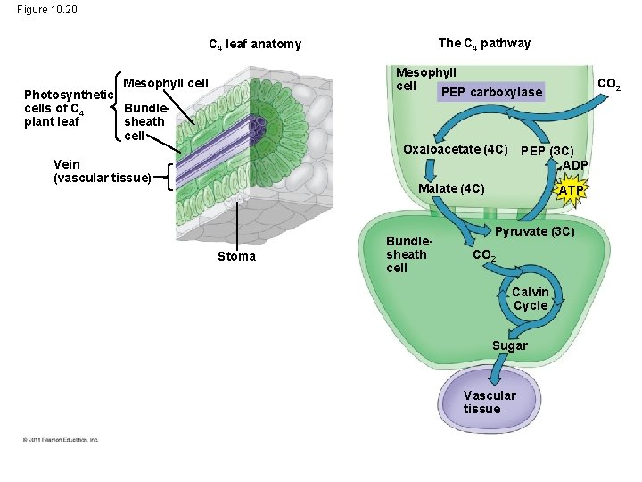 Figure 10. 20 The C 4 pathway C 4 leaf anatomy Mesophyll cell PEP Figure 10. 20 The C 4 pathway C 4 leaf anatomy Mesophyll cell PEP