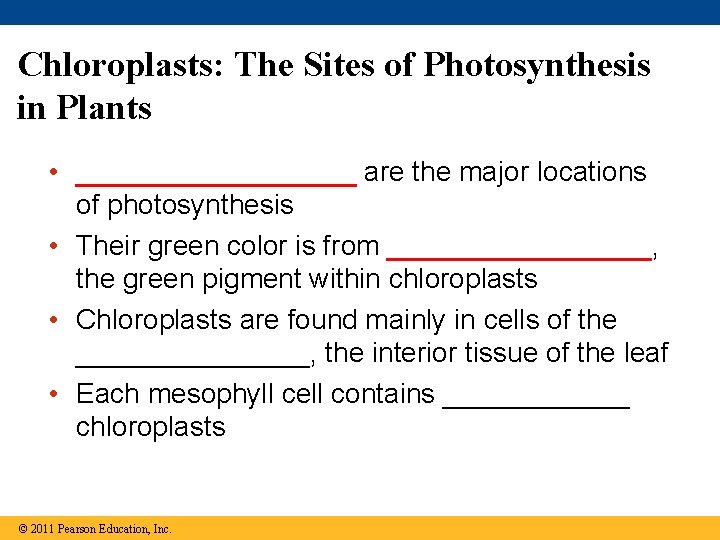 Chloroplasts: The Sites of Photosynthesis in Plants • _________ are the major locations of Chloroplasts: The Sites of Photosynthesis in Plants • _________ are the major locations of
