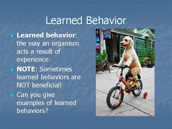 Learned Behavior n n n Learned behavior: the way an organism acts a result Learned Behavior n n n Learned behavior: the way an organism acts a result