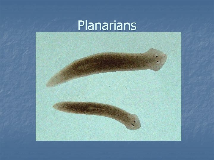 Planarians 