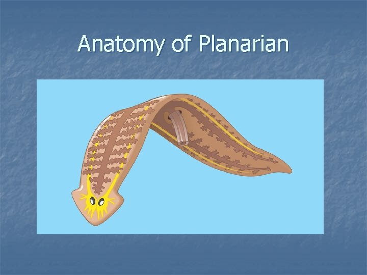 Anatomy of Planarian 