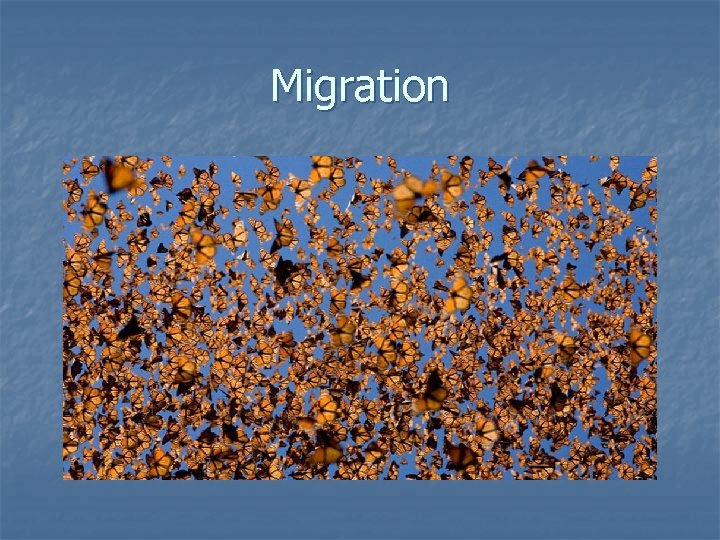 Migration Migration