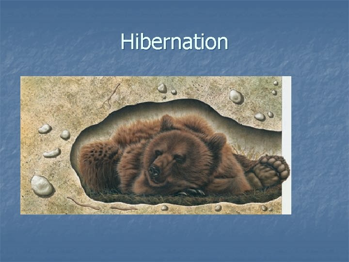 Hibernation Hibernation