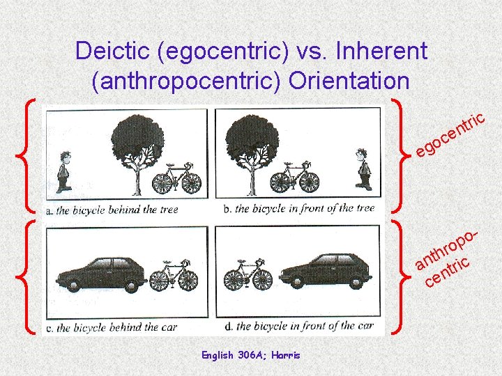 Deictic (egocentric) vs. Inherent (anthropocentric) Orientation e c o g e ic r t