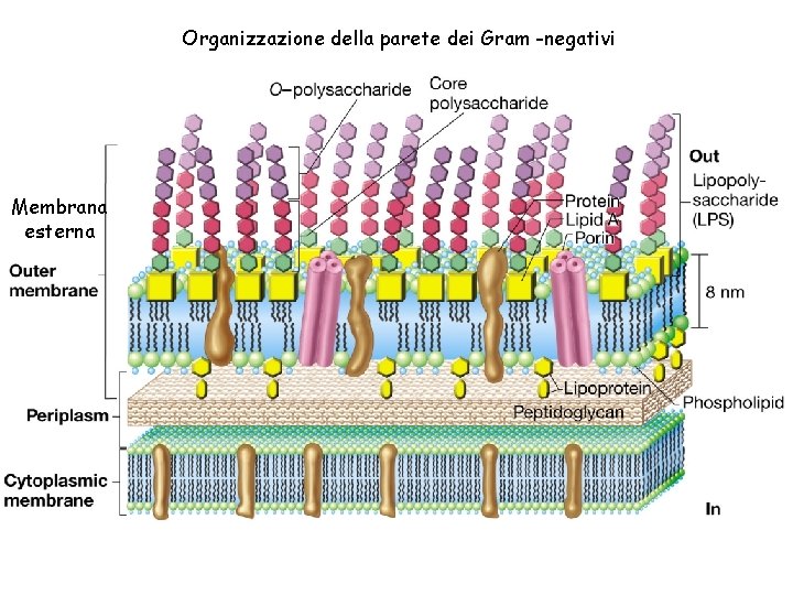 Organizzazione della parete dei Gram -negativi Membrana esterna 