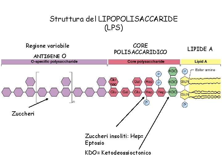 Struttura del LIPOPOLISACCARIDE (LPS) Regione variabile ANTIGENE O CORE POLISACCARIDICO Zuccheri insoliti: Hep= Eptosio