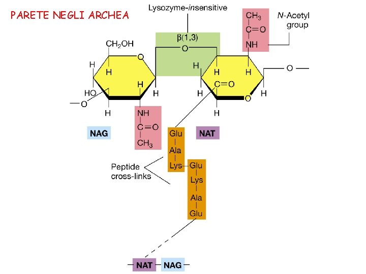 PARETE NEGLI ARCHEA 